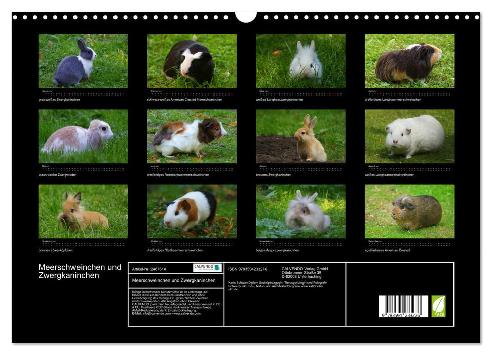 Meerschweinchen und Zwergkaninchen (CALVENDO Wandkalender 2027)