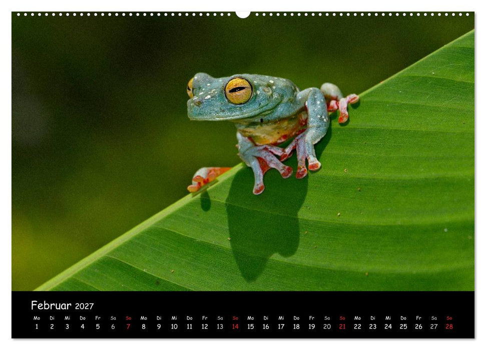 Frösche & Kröten Costa Rica (CALVENDO Wandkalender 2027)