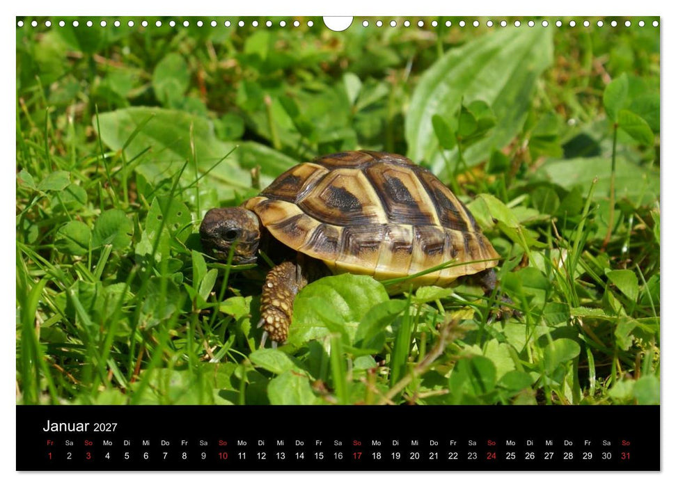 Die Welt der Haustiere (CALVENDO Wandkalender 2027)