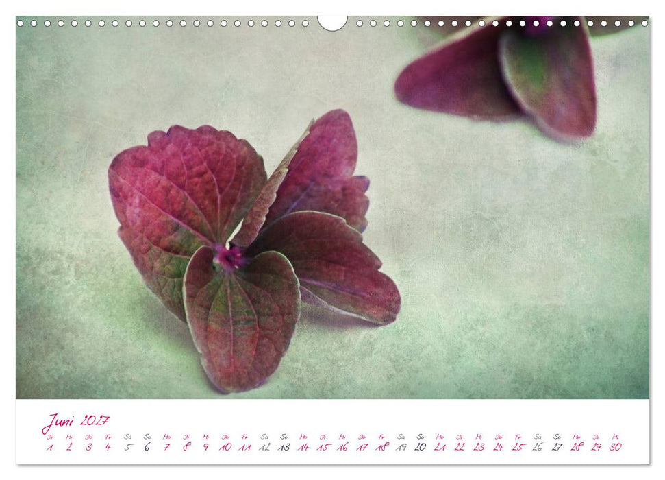 Momente in Rosa (CALVENDO Wandkalender 2027)