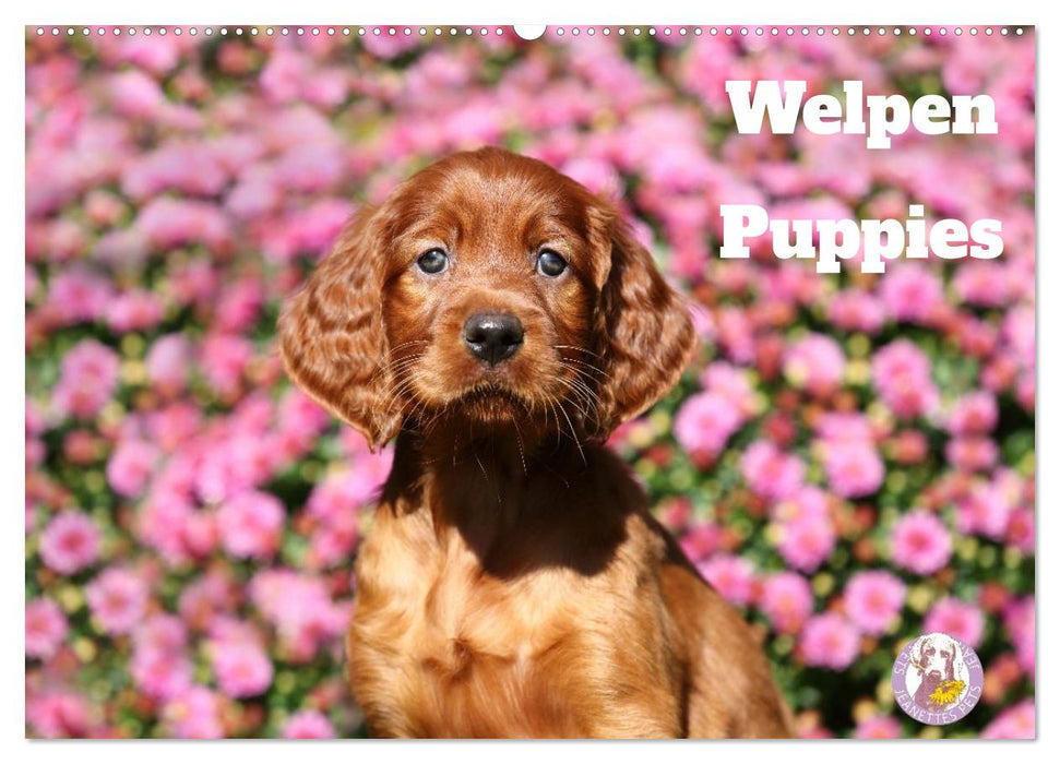 Welpen - Puppies (CALVENDO Wandkalender 2027)