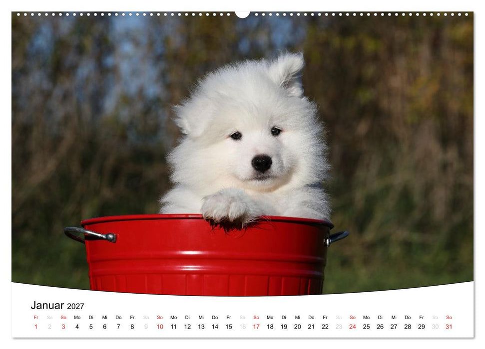 Welpen - Puppies (CALVENDO Wandkalender 2027)