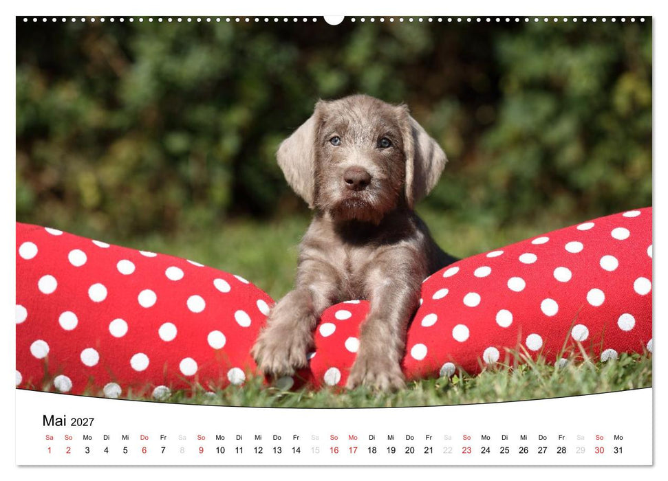 Welpen - Puppies (CALVENDO Wandkalender 2027)