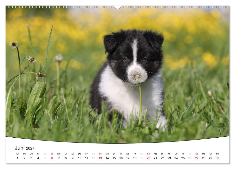 Welpen - Puppies (CALVENDO Wandkalender 2027)