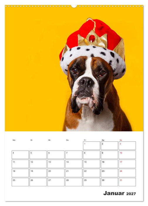colorful world of boxer 2027 (CALVENDO Wandkalender 2027)