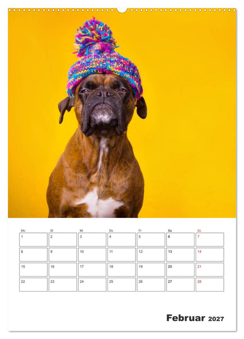 colorful world of boxer 2027 (CALVENDO Wandkalender 2027)