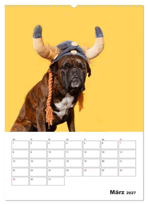 colorful world of boxer 2027 (CALVENDO Wandkalender 2027)