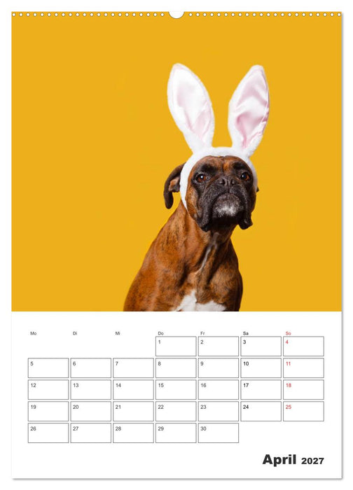 colorful world of boxer 2027 (CALVENDO Wandkalender 2027)