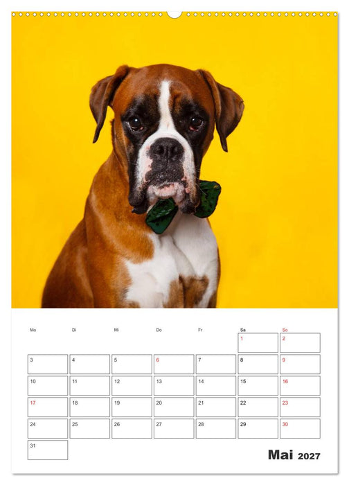 colorful world of boxer 2027 (CALVENDO Wandkalender 2027)