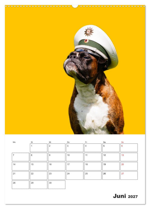 colorful world of boxer 2027 (CALVENDO Wandkalender 2027)