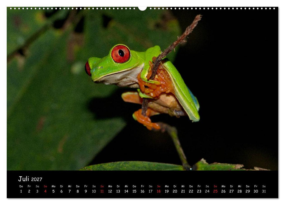 Frösche & Kröten Costa Rica (CALVENDO Premium Wandkalender 2027)