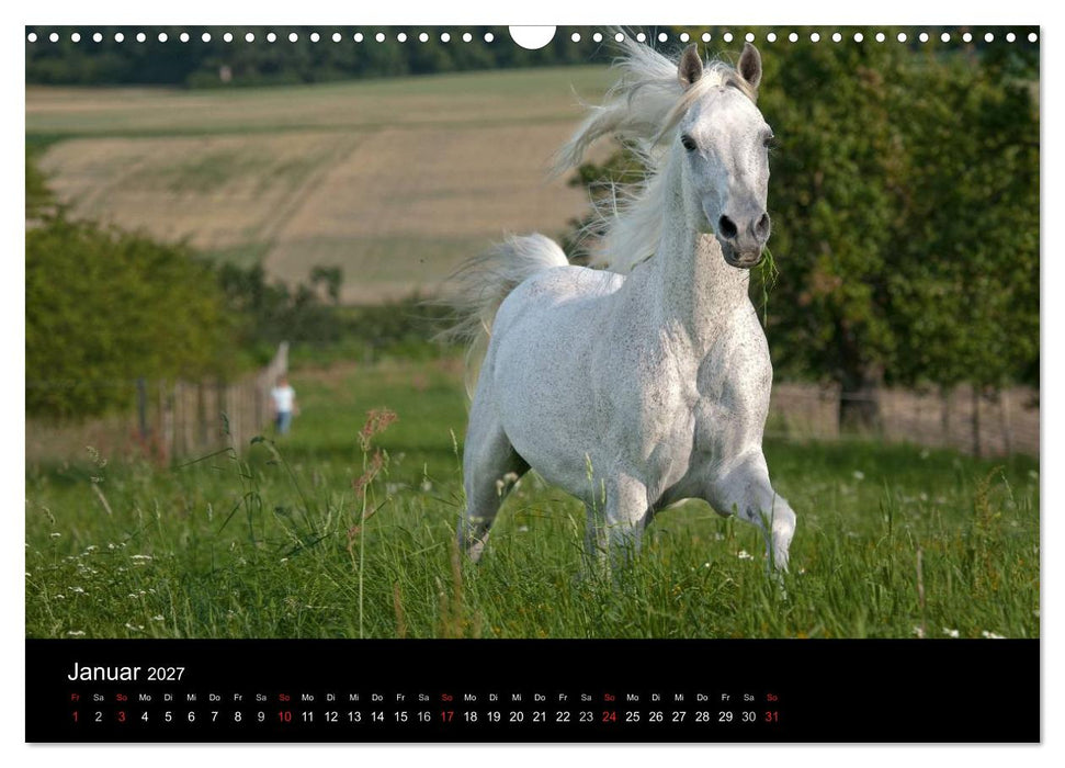 Pferdekalender (CALVENDO Wandkalender 2027)