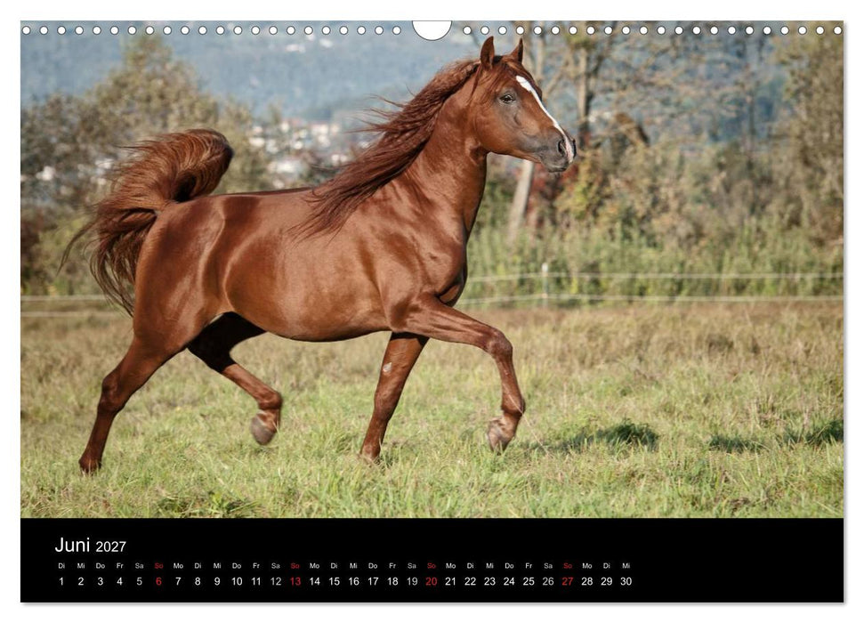 Pferdekalender (CALVENDO Wandkalender 2027)