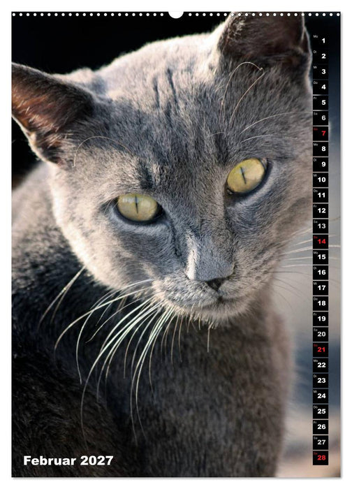 Istanbuls Katzen (CALVENDO Premium Wandkalender 2027)