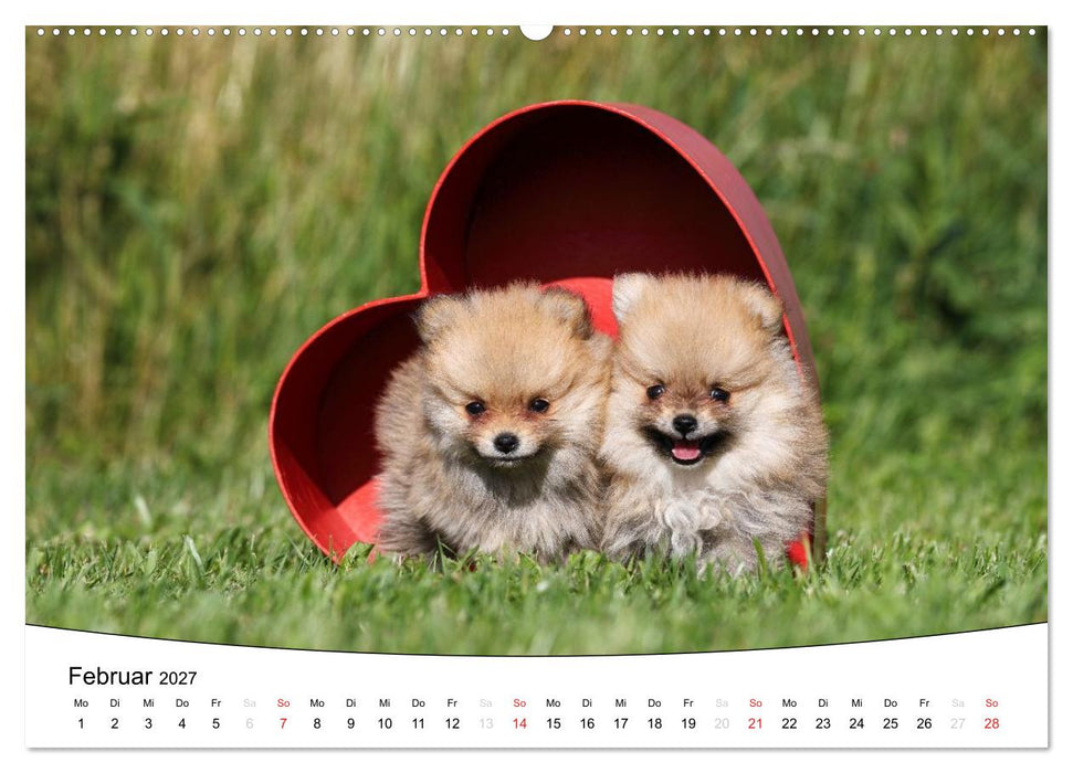 Welpen - Puppies (CALVENDO Premium Wandkalender 2027)
