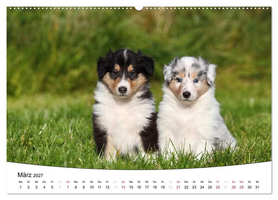 Welpen - Puppies (CALVENDO Premium Wandkalender 2027)