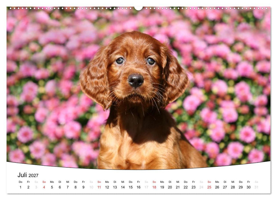 Welpen - Puppies (CALVENDO Premium Wandkalender 2027)
