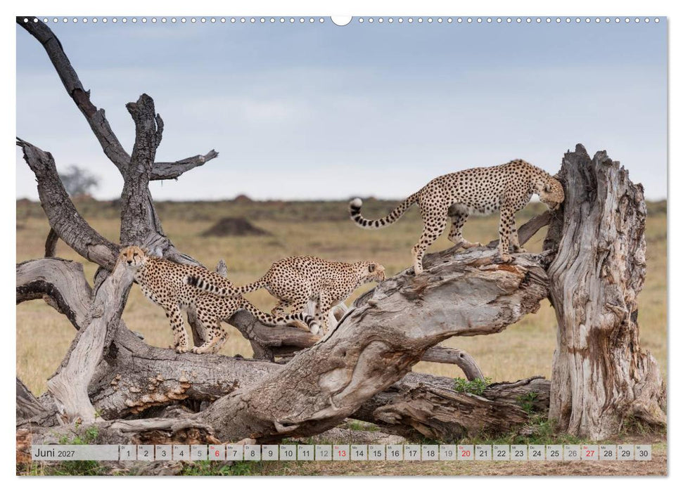Emotionale Momente: Geparden (CALVENDO Premium Wandkalender 2027)