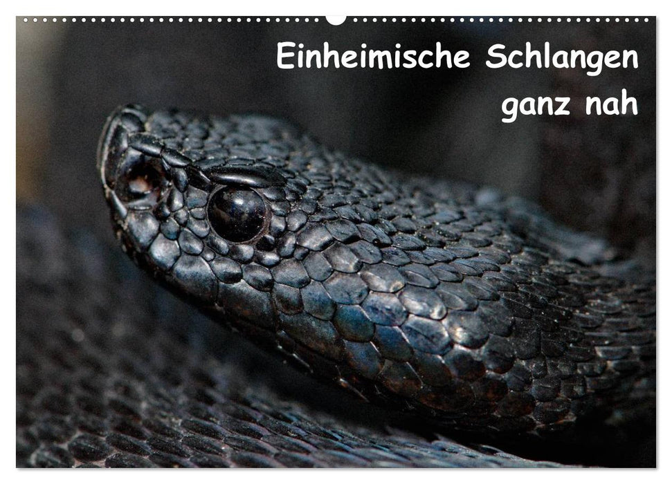 Einheimische Schlangen ganz nah (CALVENDO Wandkalender 2027)