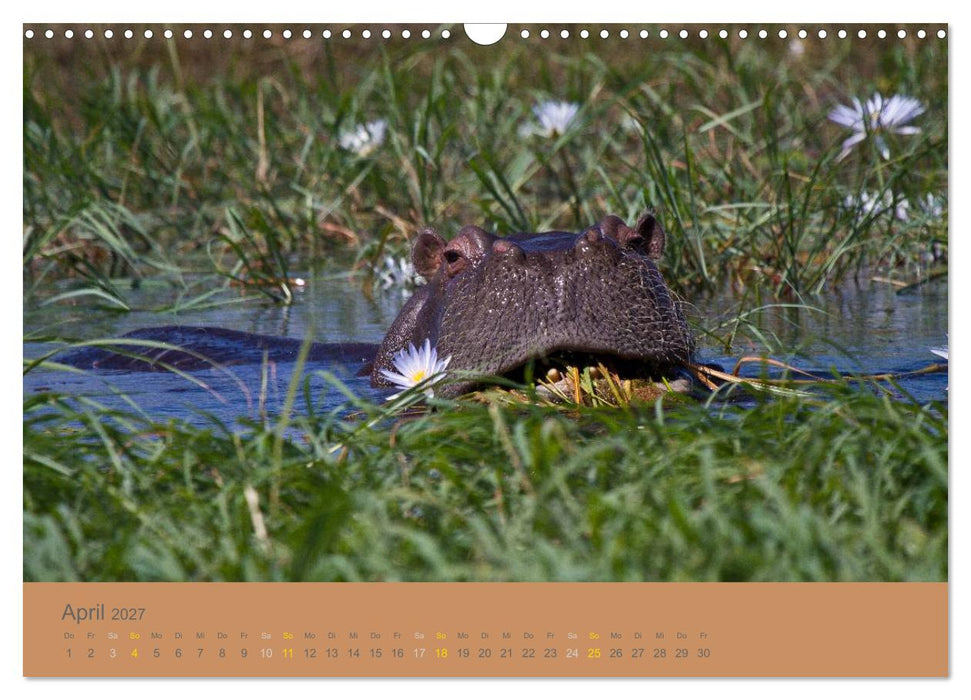 Afrika Impressionen. NAMIBIA - SÜDAFRIKA - BOTSWANA (CALVENDO Wandkalender 2027)