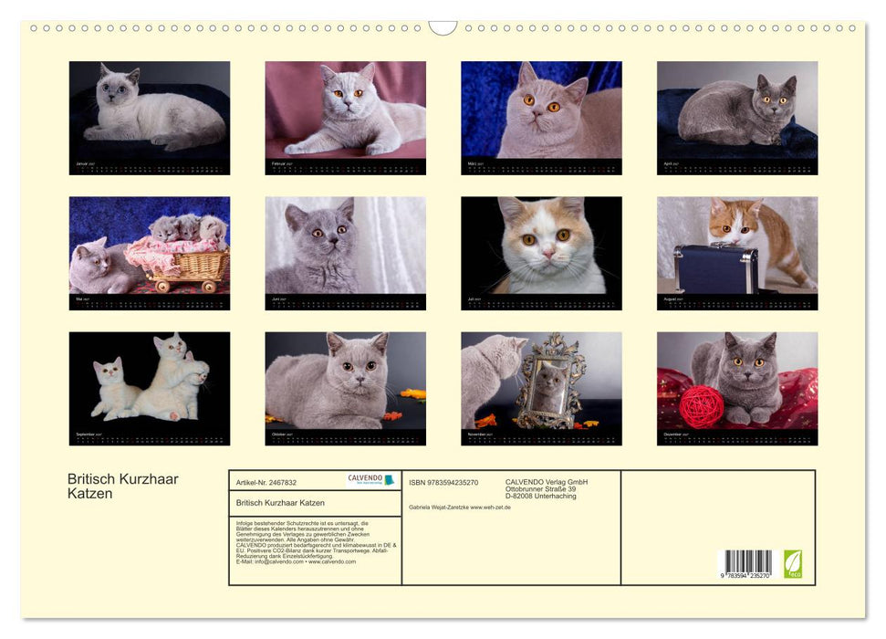 Britisch Kurzhaar Katzen (CALVENDO Wandkalender 2027)