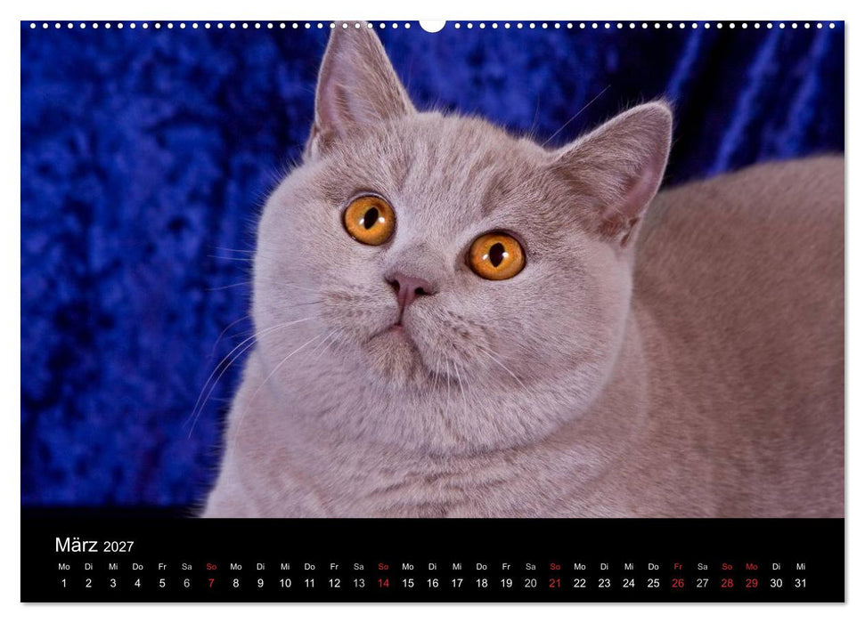 Britisch Kurzhaar Katzen (CALVENDO Wandkalender 2027)