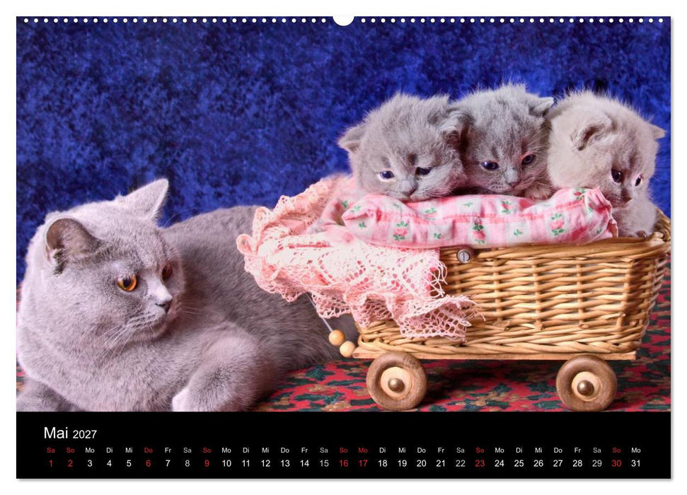 Britisch Kurzhaar Katzen (CALVENDO Wandkalender 2027)