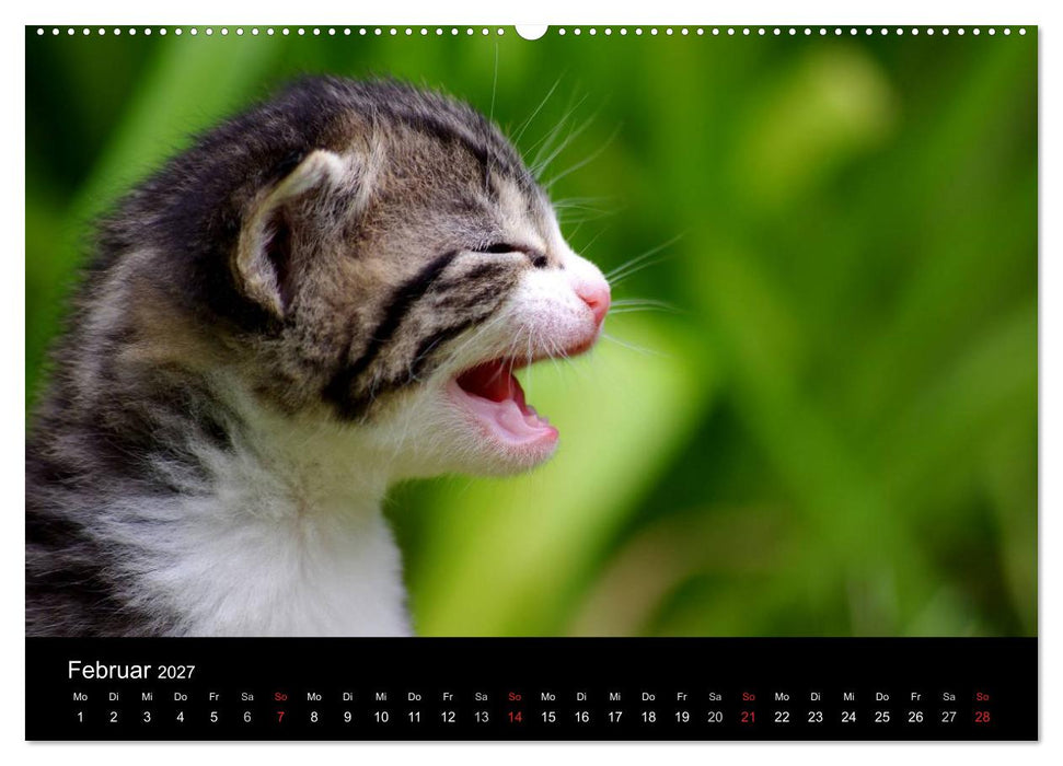 Katzen & Hunde (CALVENDO Wandkalender 2027)