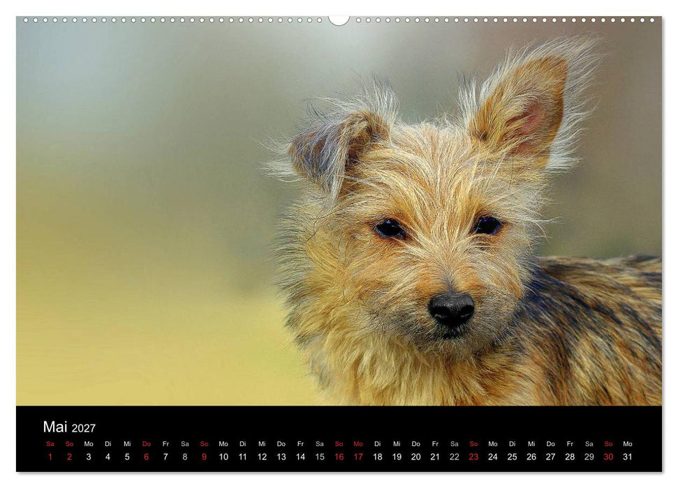 Katzen & Hunde (CALVENDO Wandkalender 2027)