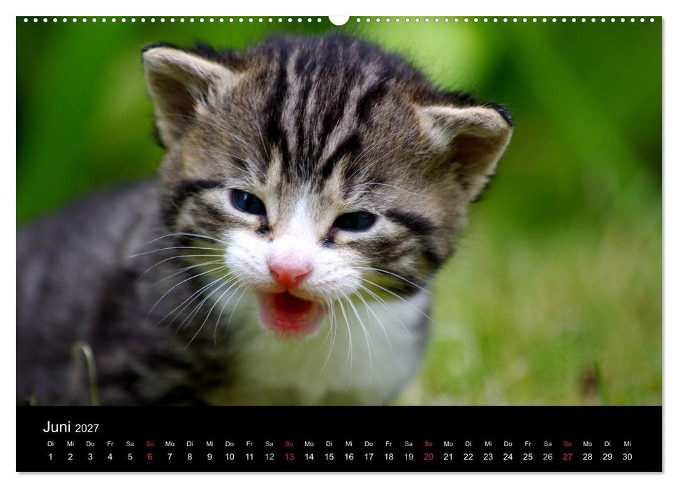 Katzen & Hunde (CALVENDO Wandkalender 2027)