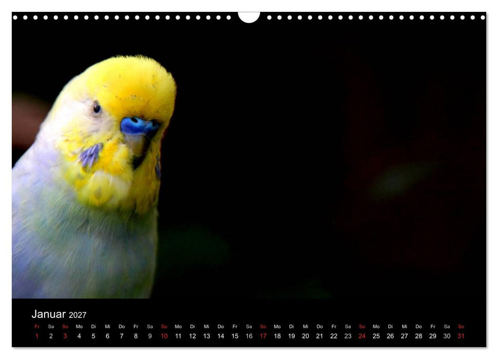 Wellensittiche - Naturkalender (CALVENDO Wandkalender 2027)