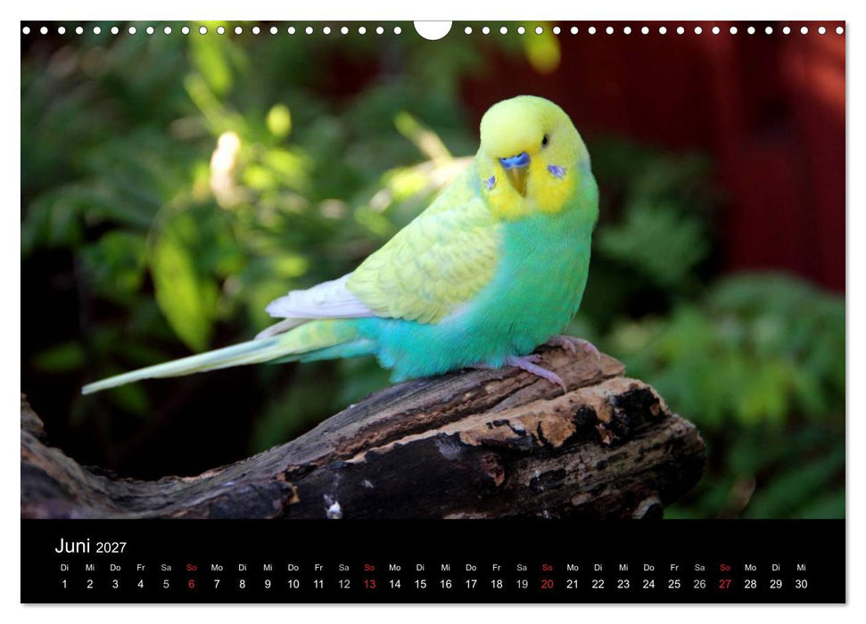 Wellensittiche - Naturkalender (CALVENDO Wandkalender 2027)