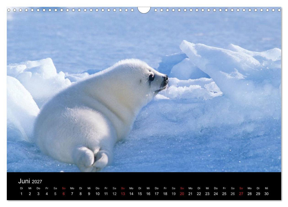 Arktis und Antarktis (CALVENDO Wandkalender 2027)