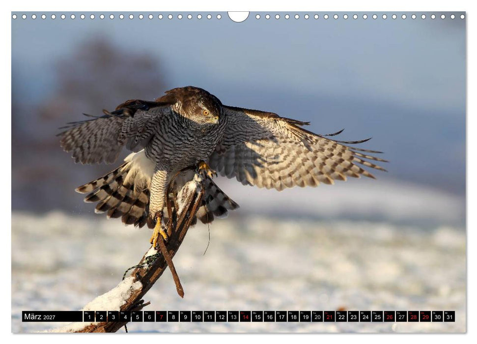 DER HABICHT, Des Falkners Allrounder (CALVENDO Wandkalender 2027)