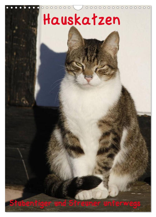 Hauskatzen (CALVENDO Wandkalender 2027)