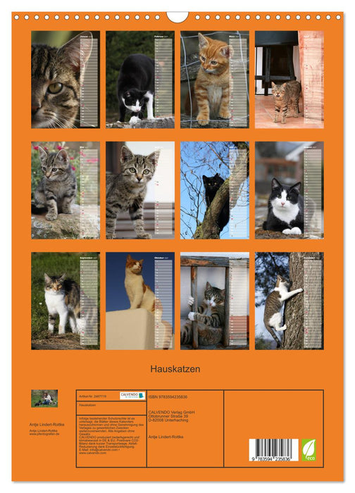 Hauskatzen (CALVENDO Wandkalender 2027)