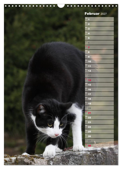 Hauskatzen (CALVENDO Wandkalender 2027)