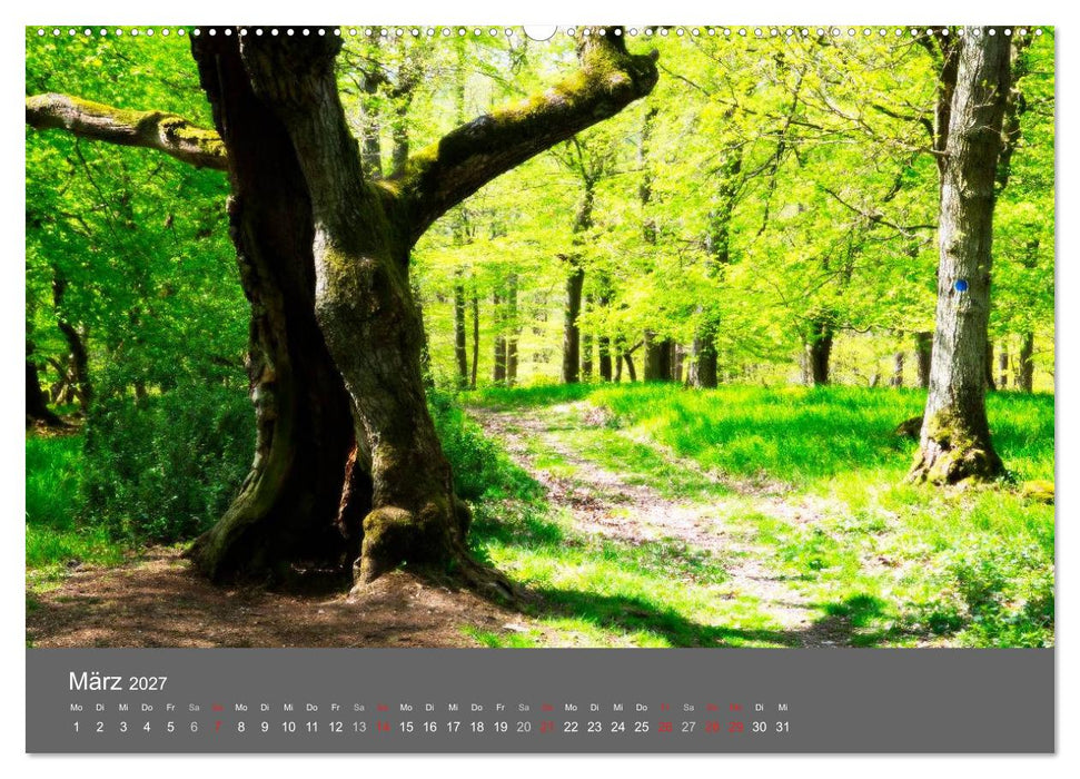 Bäume (CALVENDO Wandkalender 2027)