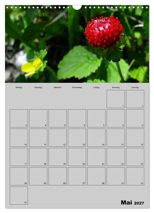 Zeitgewinn (Mein Terminplaner) (CALVENDO Wandkalender 2027)