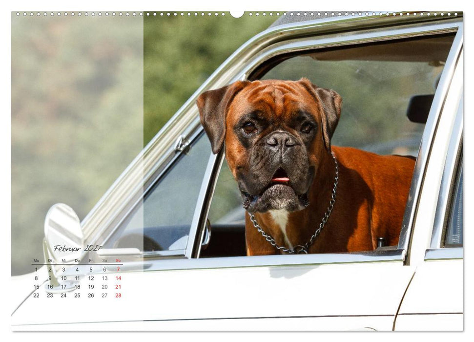 Deutscher Boxer 2027 (CALVENDO Wandkalender 2027)