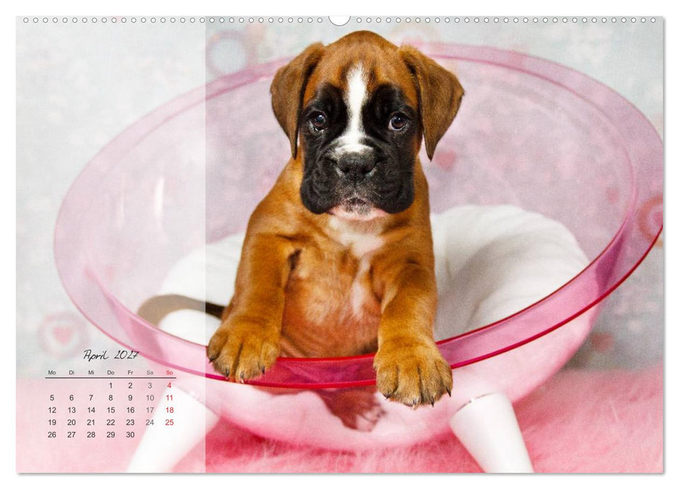 Deutscher Boxer 2027 (CALVENDO Wandkalender 2027)