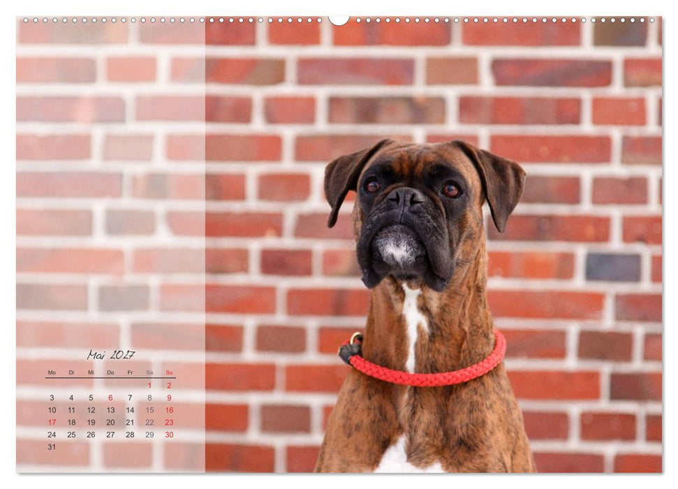 Deutscher Boxer 2027 (CALVENDO Wandkalender 2027)