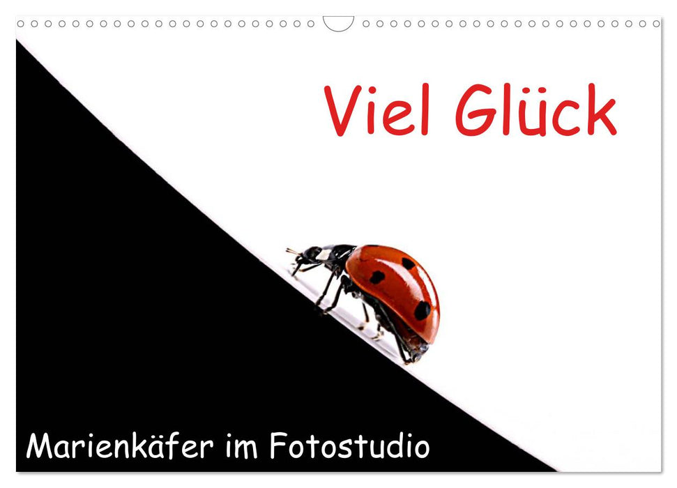 Viel Glück - Marienkäfer im Fotostudio (CALVENDO Wandkalender 2027)