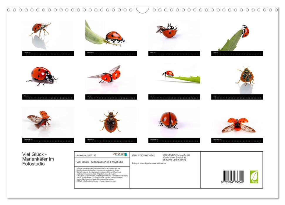 Viel Glück - Marienkäfer im Fotostudio (CALVENDO Wandkalender 2027)