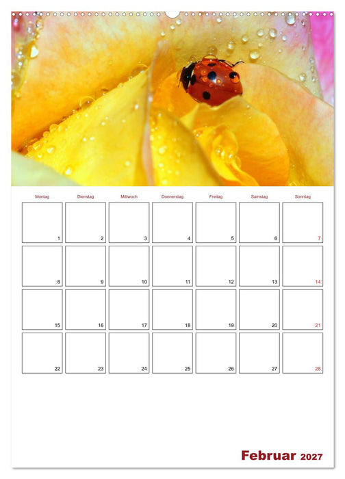 Marienkäferglück (CALVENDO Wandkalender 2027)