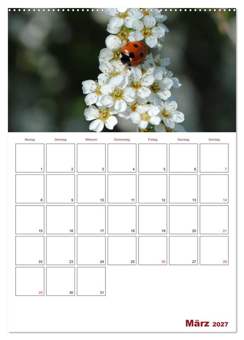 Marienkäferglück (CALVENDO Wandkalender 2027)