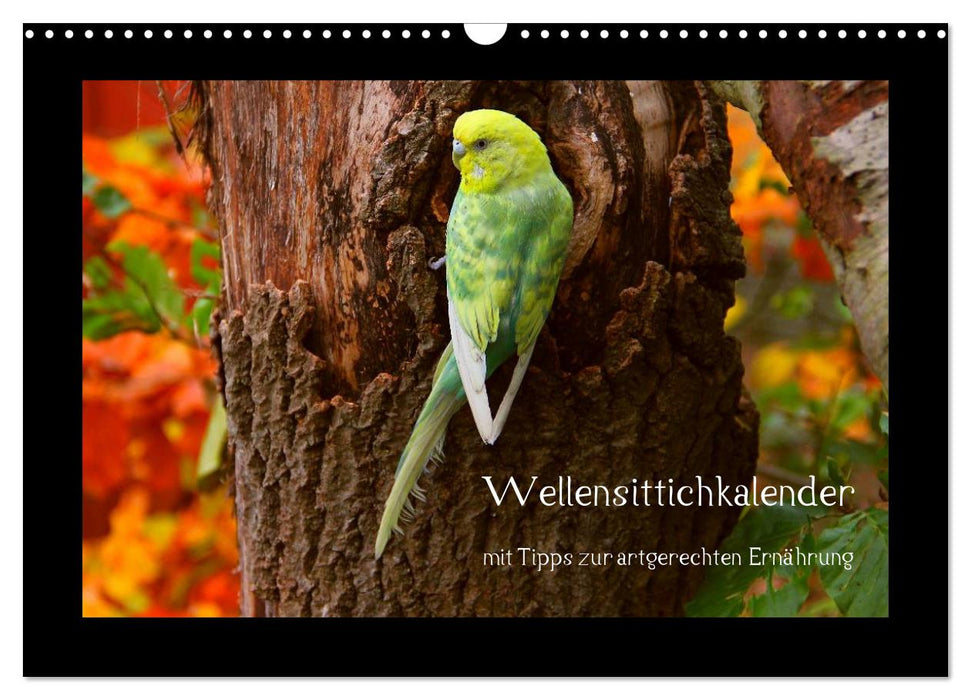Wellensittichkalender mit Tipps zur artgerechten Ernährung (CALVENDO Wandkalender 2027)