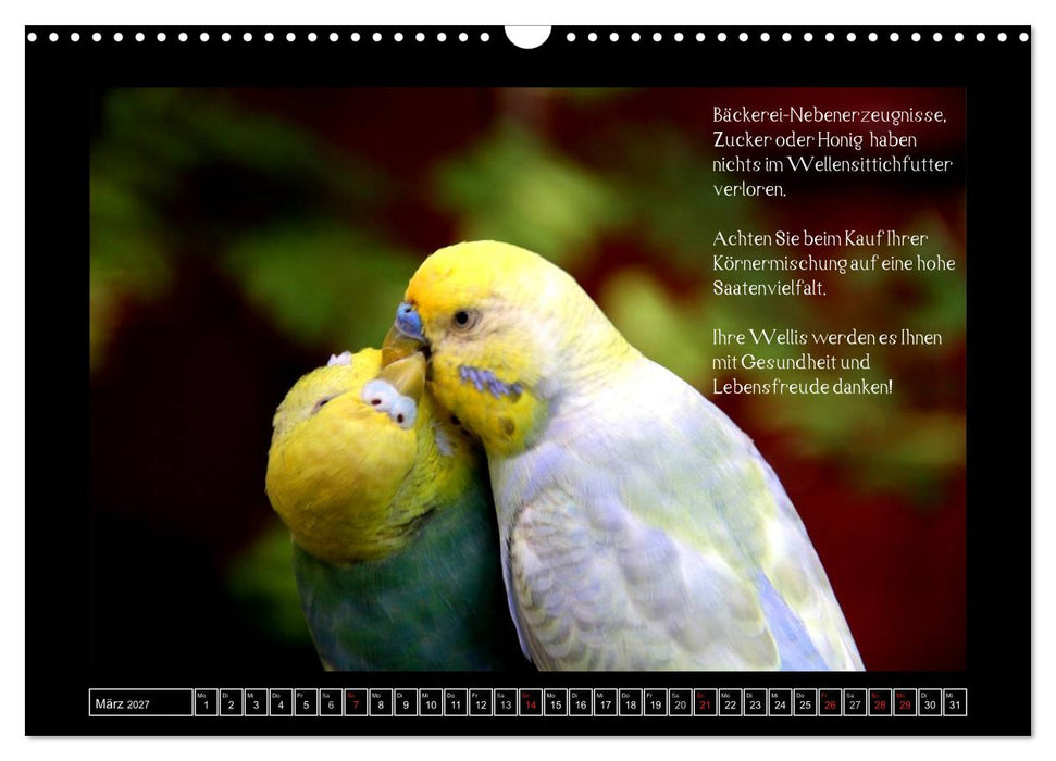 Wellensittichkalender mit Tipps zur artgerechten Ernährung (CALVENDO Wandkalender 2027)