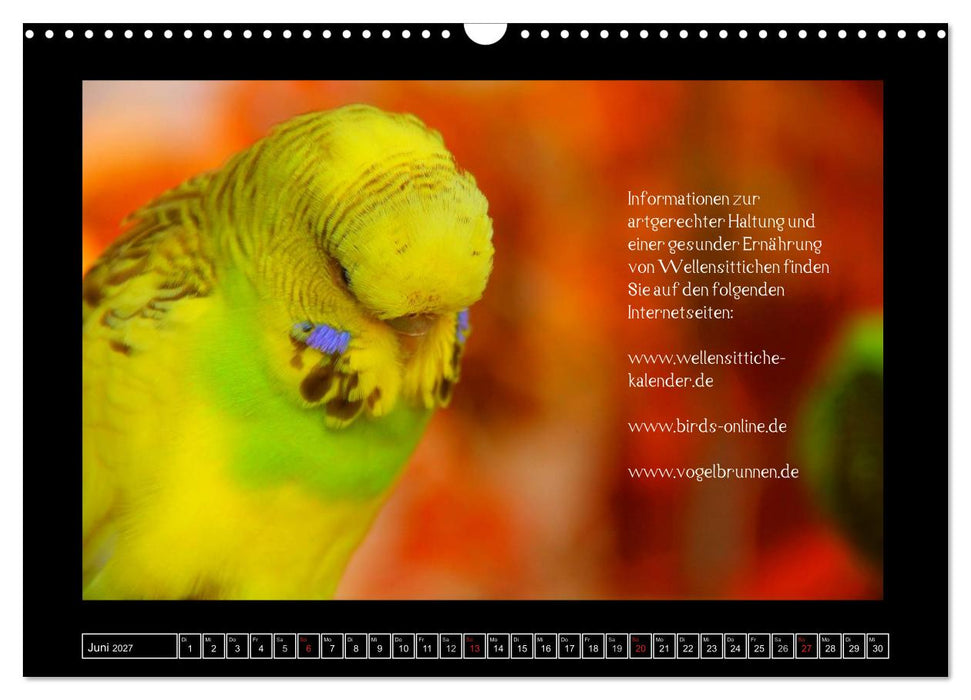 Wellensittichkalender mit Tipps zur artgerechten Ernährung (CALVENDO Wandkalender 2027)