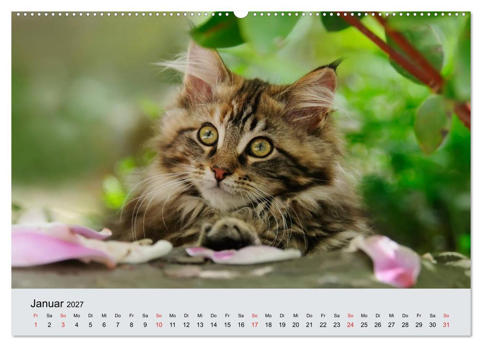 Katzen im Garten (CALVENDO Wandkalender 2027)
